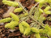 Picea orientalis 'Skylands' 
